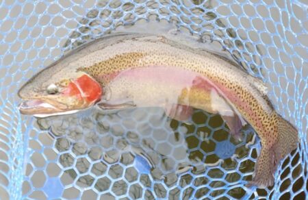 前半苦戦後半まあまあ ～岡崎トラウトポンド～